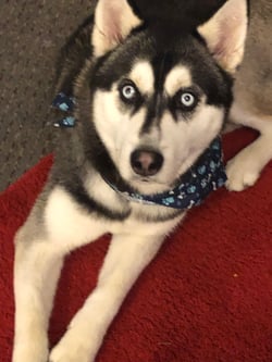 dog deduction